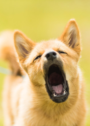 Image by Robert Gramner