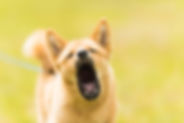 Denton Aggressive Dog Training