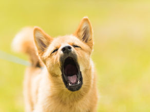 dog barking