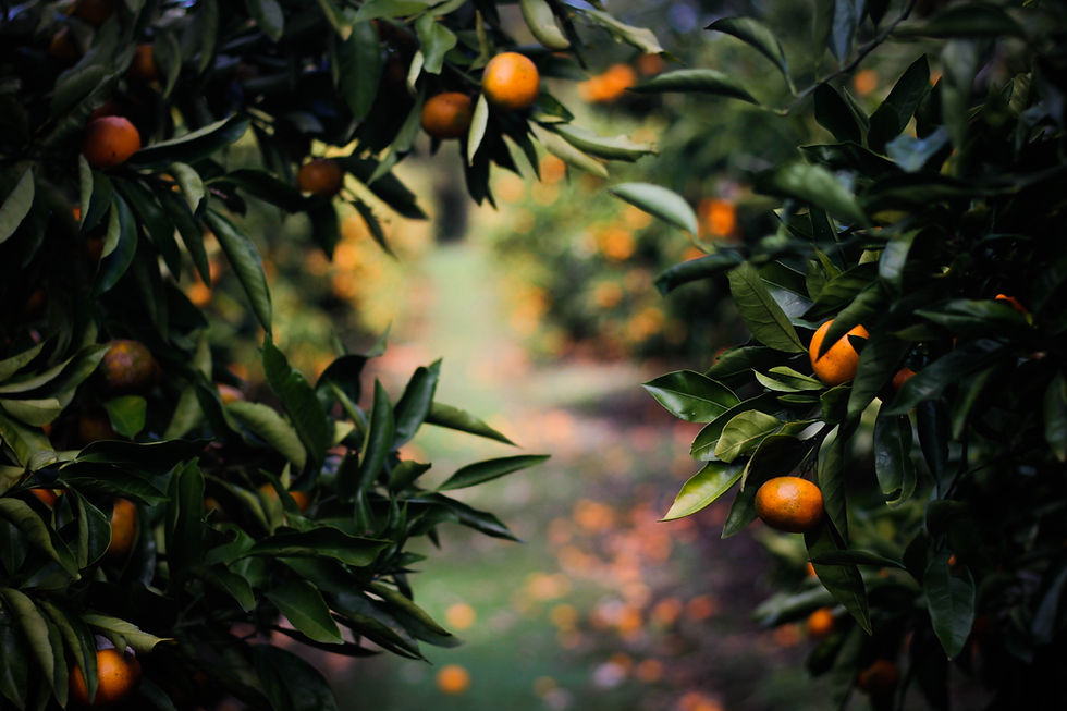 Image by Victoria Chen