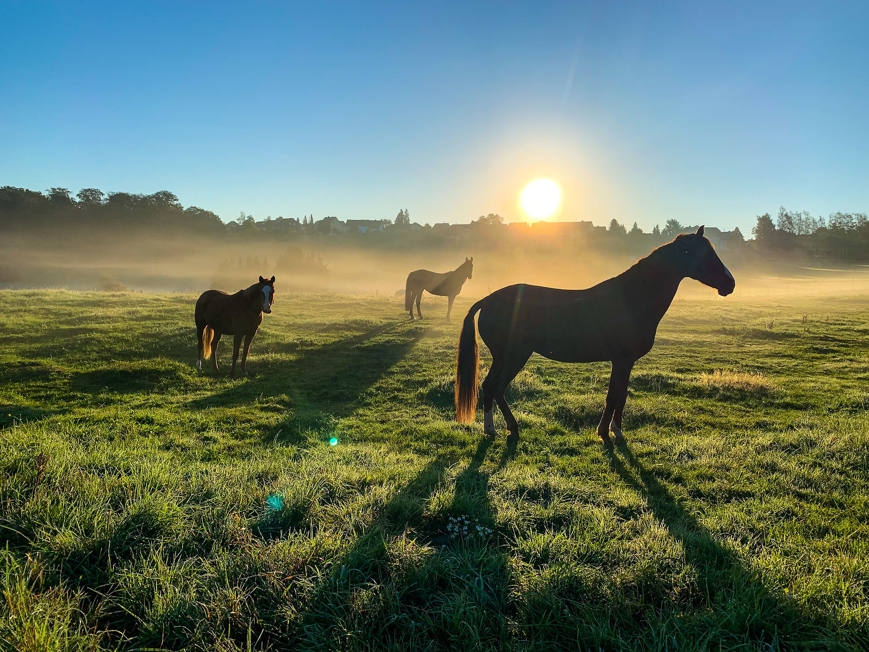 paarden in de wei
