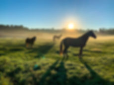 paarden in de wei