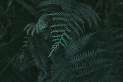 Image by Domenico Gentile