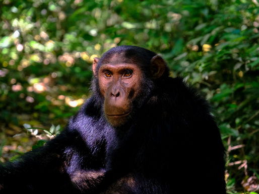 A guide to Uganda's COVID testing policy for incoming travellers.