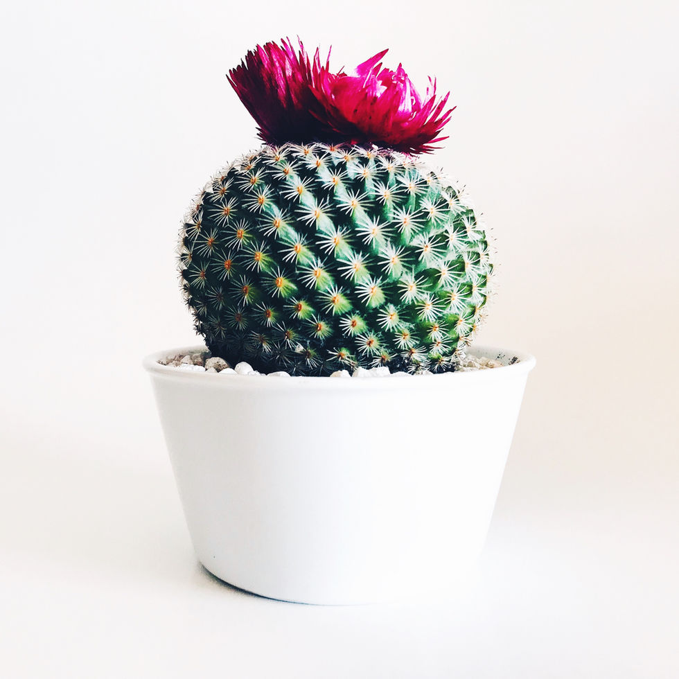 Cactus in white pot with vibrant pink flower