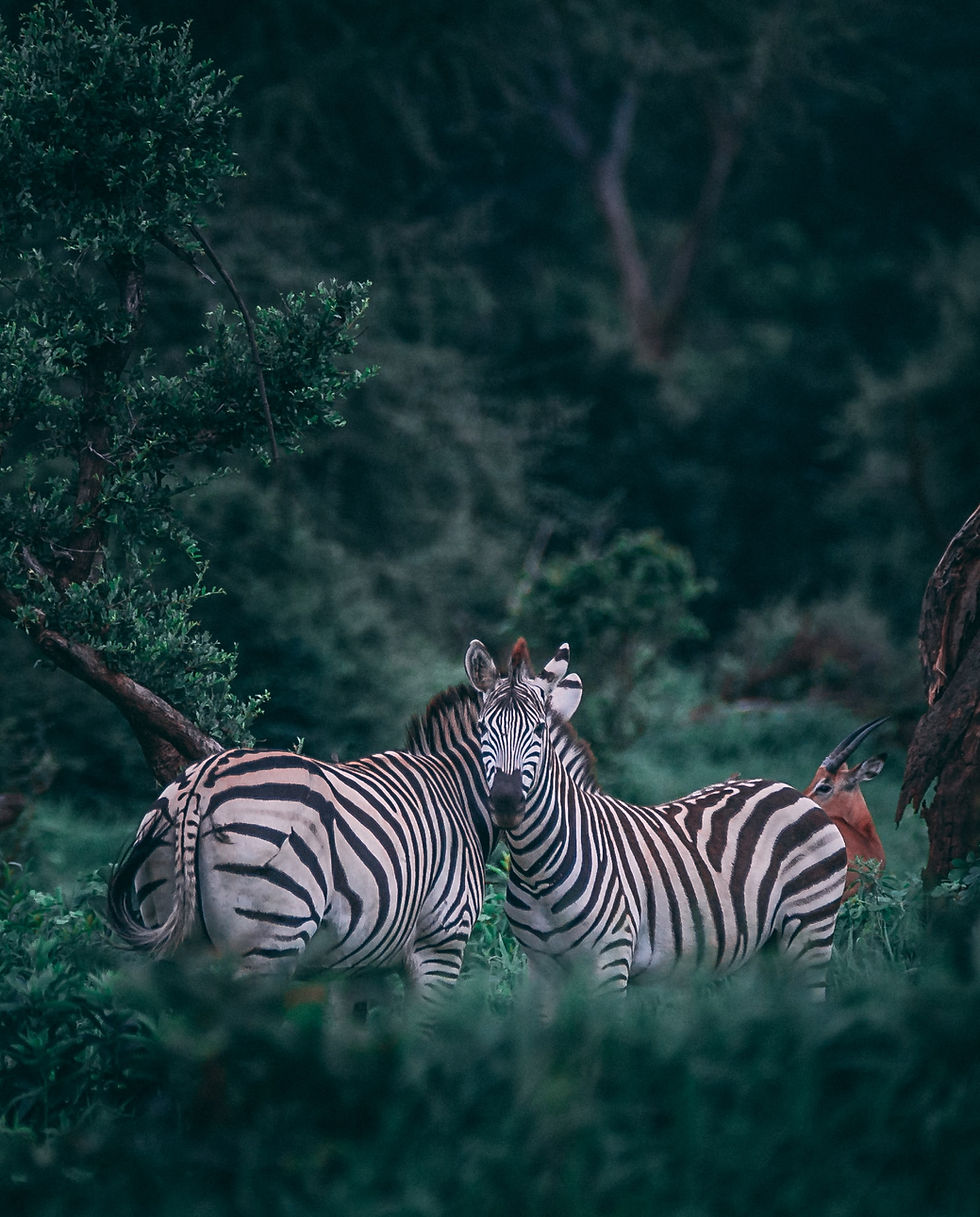 Zebras habitats food chains Science classes online kid grades second third 2 3 homeschool curriculum online programs virtual