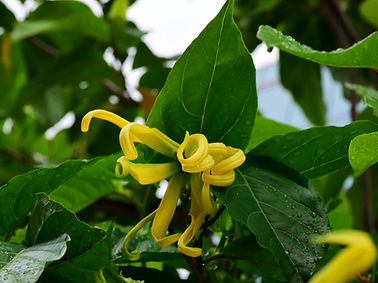 Fleur jaune Ylang-Ylang