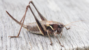 Cricket Farming: The Booming Business of Cricket & Insect Farming