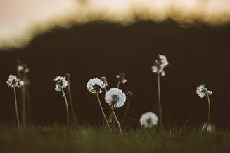 Image by Mike Erskine