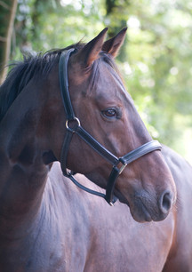 Cavalo