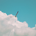 Image by Dallas Reedy