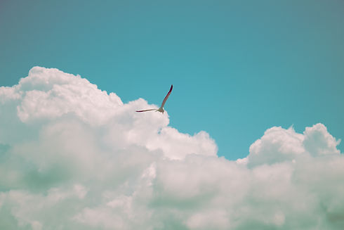 Image by Dallas Reedy