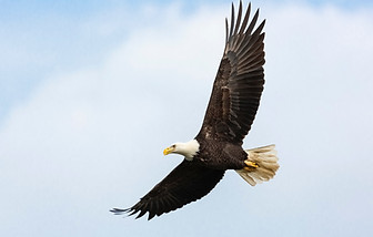 Image by Mathew Schwartz