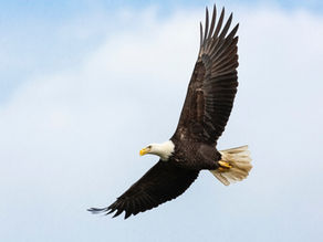 Lessons from the Sky: What the Big Bear Eagles Taught Me About Parenting, Growth, and Letting Go