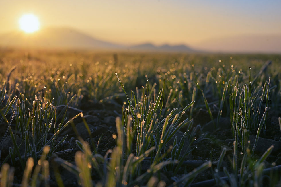 Frosty grass blades glow at sunrise over a misty field, with distant mountains under a golden sky.
