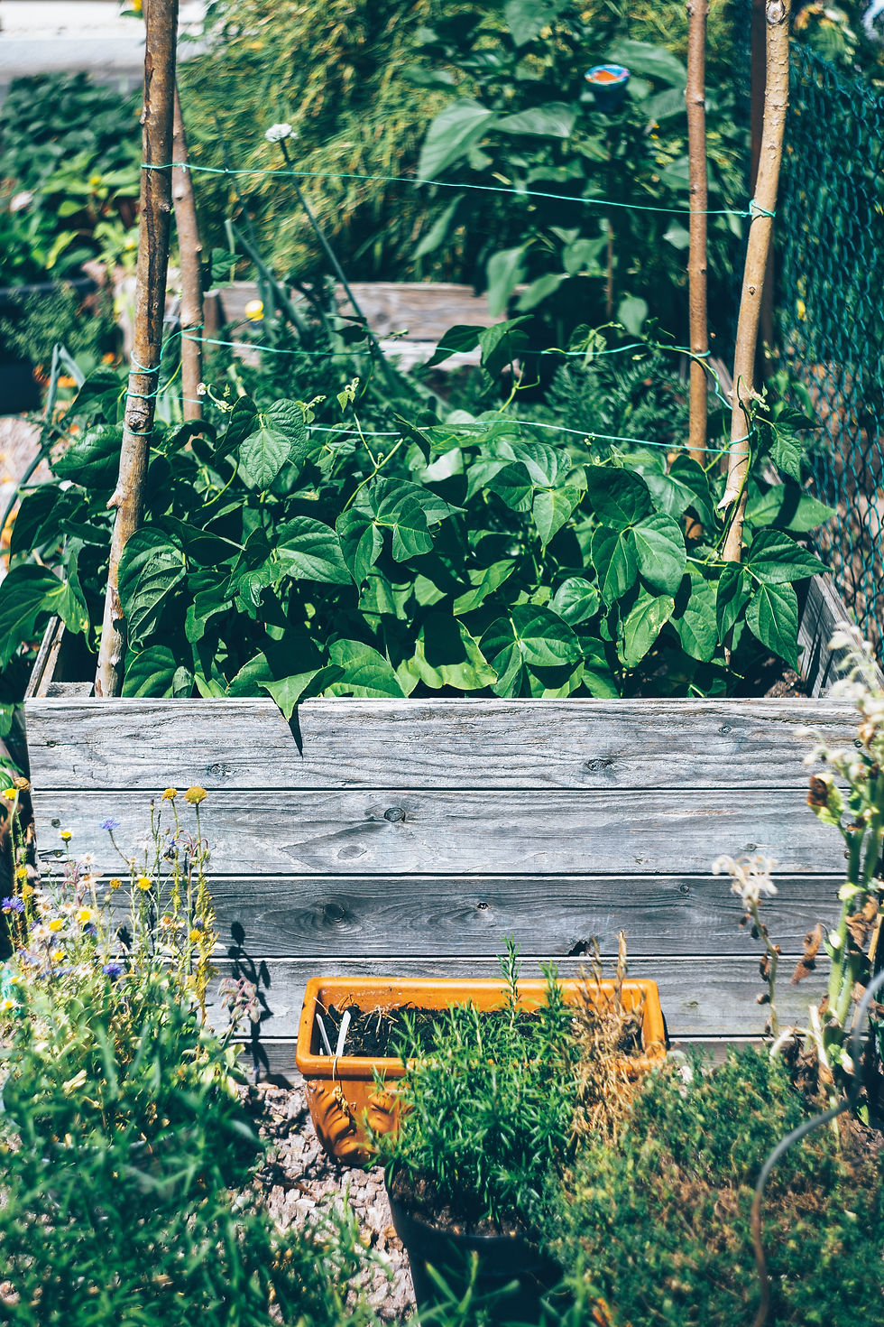 Herb and vegetable garden box.