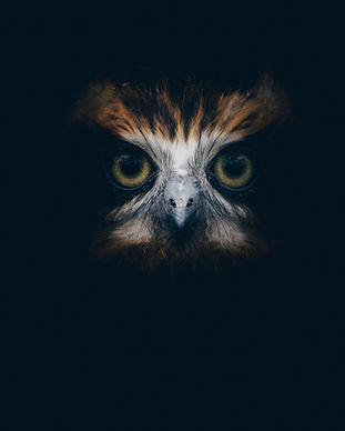Image by Quentin Dr