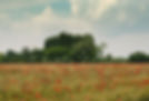 Enchanted Picnics Poppy Field