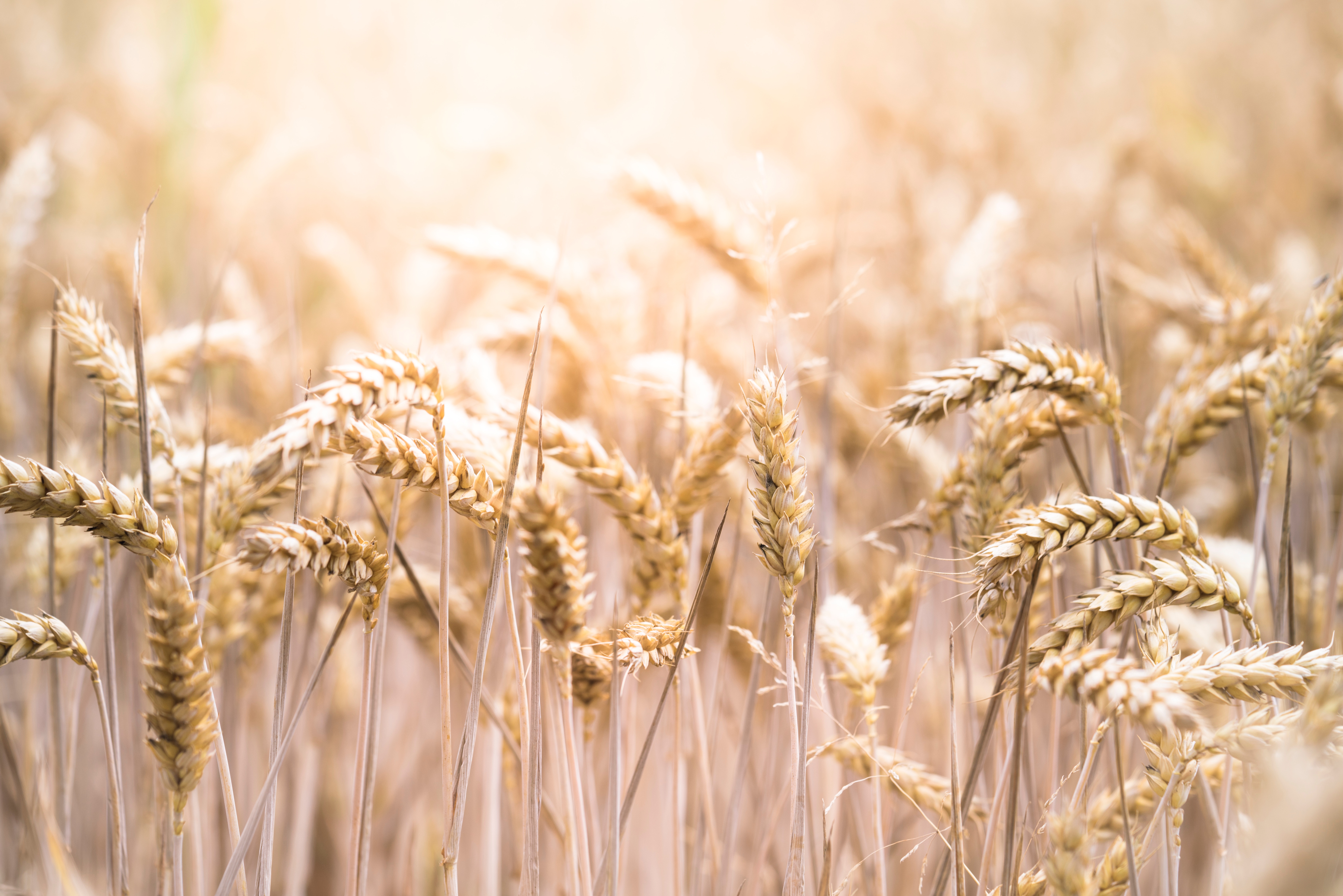Grain