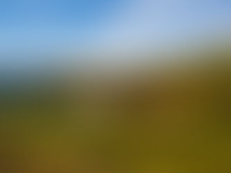 Spätburgunder in the Ahr