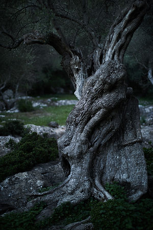 Image by Antoine PERIER