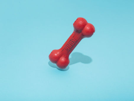 Mental Stimulation for your dog.