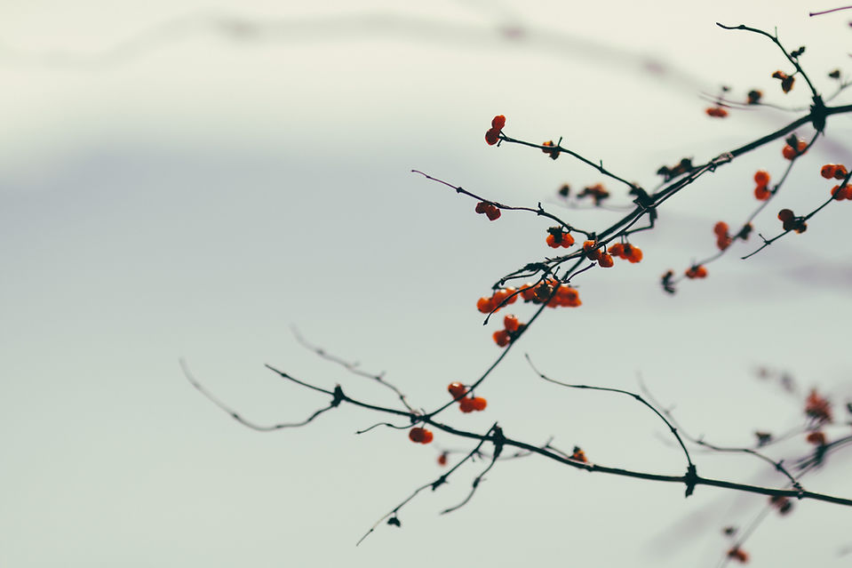 Image by Joey Huang