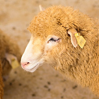 Aries ( Mesh )