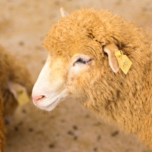 MTU Receives Half a Million for Wool Research