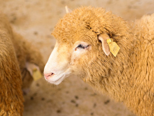 MTU Receives Half a Million for Wool Research