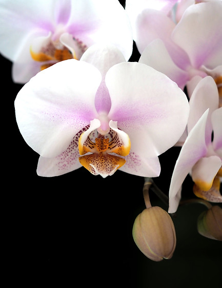 Image by Niklas Ohlrogge (niamoh.de)