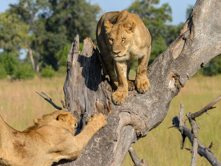 Painitaistelu Jumalan ja ihmisten kanssa (1 Moos 32)