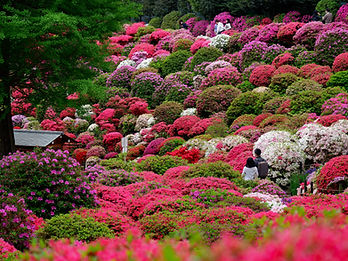 Image by Susann Schuster