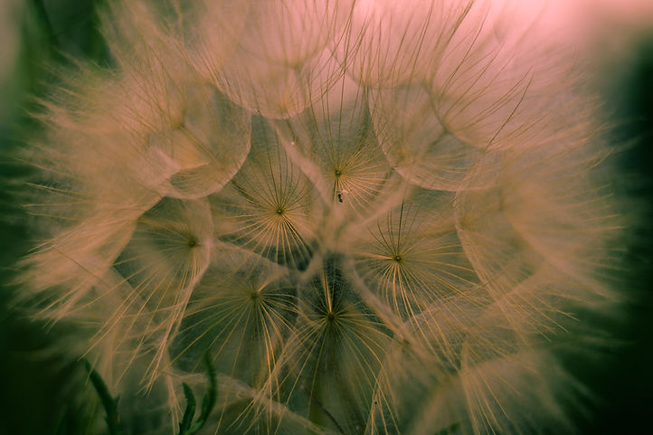 Image by Luca Campioni