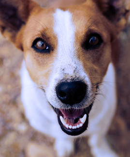 Image by Jonatan Burneo