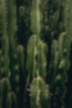 Image by Thomas Serer