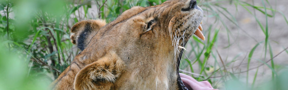 Lion in mikumi national park
