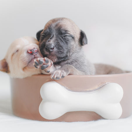 Tantangan dalam Persiapan Kehadiran Puppy 