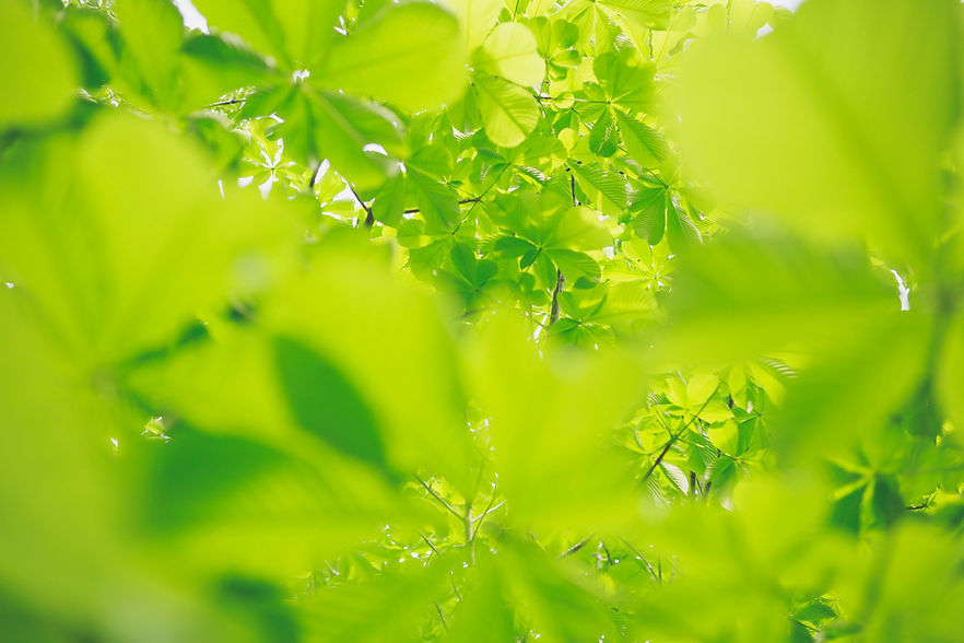 Image by Kumiko SHIMIZU