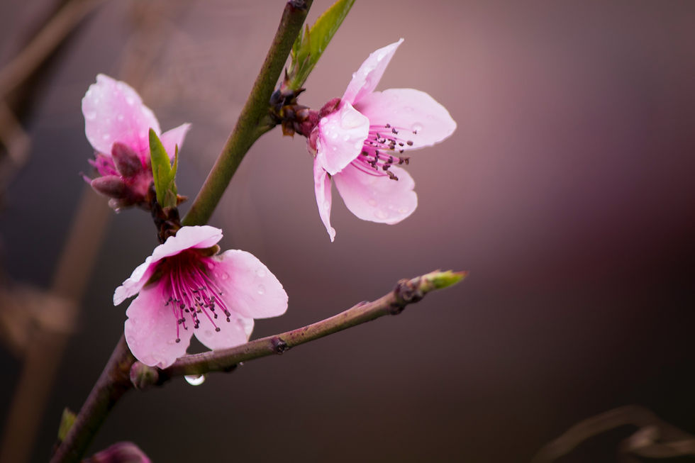Pink orchid
