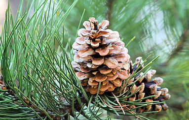 Monument Colorado Landscaping Company