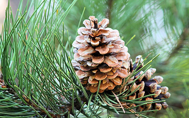 Monument Colorado Landscaping Company
