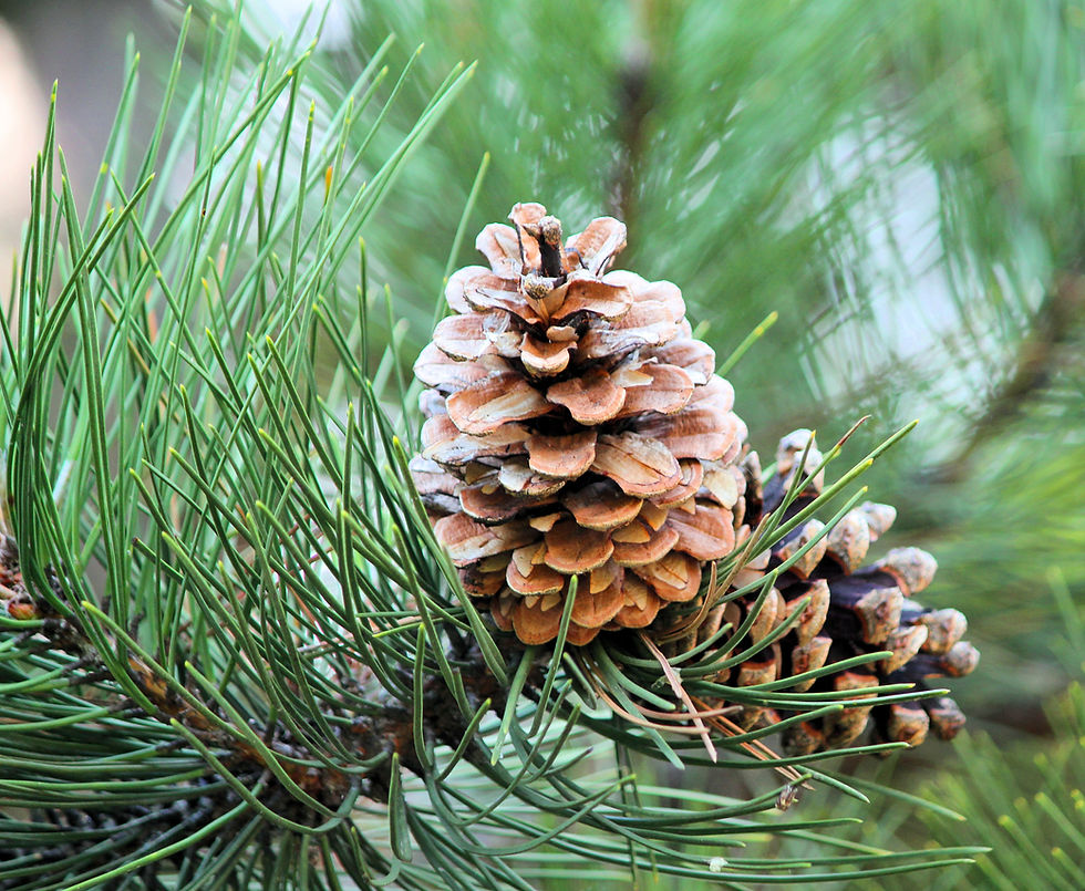 Pine Tree