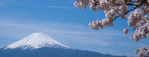 Japan Cherry blossom tour