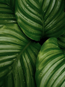 Image by Josefin