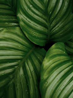 Image by Josefin