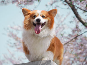 Vì sao chó hay "nhìn chằm chằm" vào bạn?