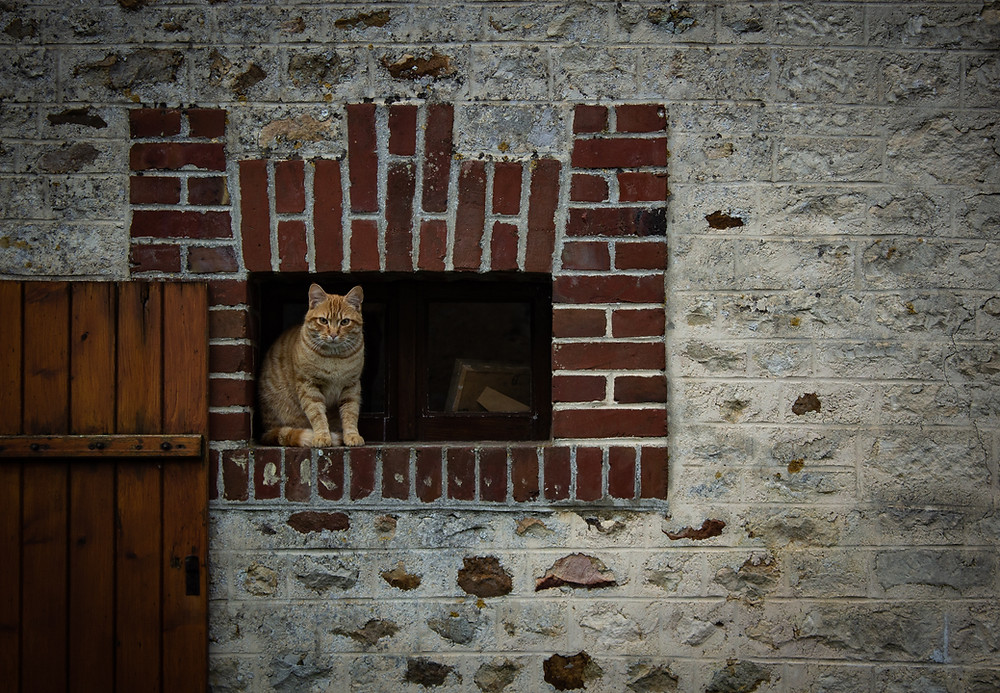pedacitos blog cats national adopt a cat