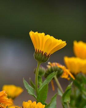 Image by Chandan Chaurasia