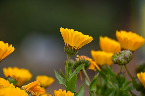 Image by Chandan Chaurasia